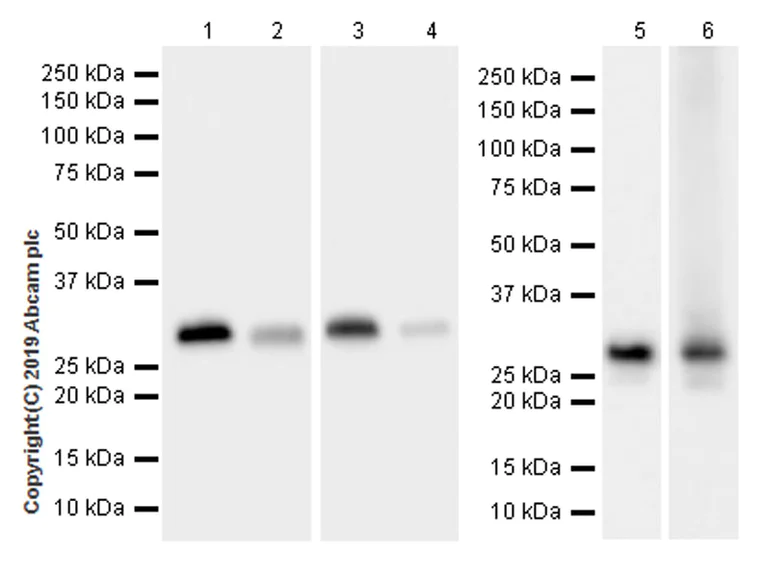 Western blot - Anti-MTAP antibody [EPR22570-76] (AB254265)