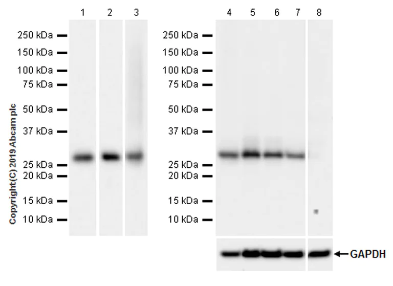 Western blot - Anti-MTAP antibody [EPR22570-76] (AB254265)