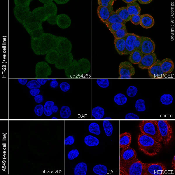 Immunocytochemistry/ Immunofluorescence - Anti-MTAP antibody [EPR22570-76] - BSA and Azide free (AB256356)
