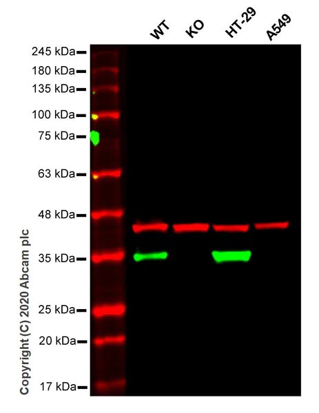 Western blot - Anti-MTAP antibody [EPR22570-76] - BSA and Azide free (AB256356)