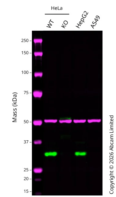 Western blot - Anti-MTAP antibody [EPR22570-76] - BSA and Azide free (AB256356)