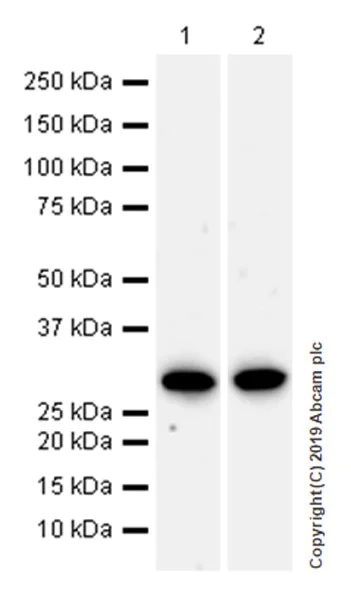 Western blot - Anti-MTAP antibody [EPR22574-104] (AB252934)
