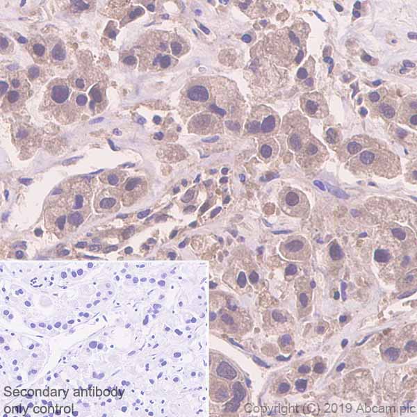 Immunohistochemistry (Formalin/PFA-fixed paraffin-embedded sections) - Anti-MTAP antibody [EPR22574-104] - BSA and Azide free (AB256358)