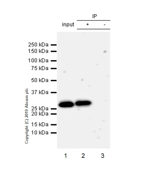 Immunoprecipitation - Anti-MTAP antibody [EPR22574-104] - BSA and Azide free (AB256358)