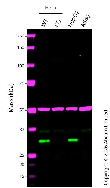Western blot - Anti-MTAP antibody [EPR22574-104] - BSA and Azide free (AB256358)