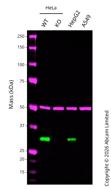 Western blot - Anti-MTAP antibody [EPR6892] (AB126623)