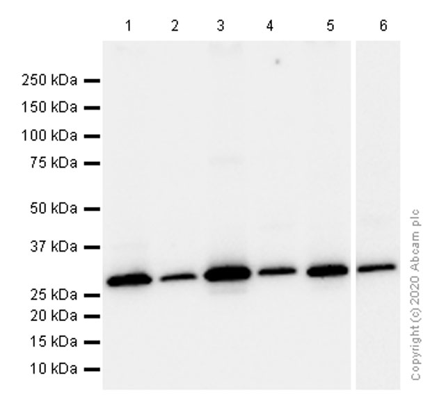 Western blot - Anti-MTAP antibody [EPR6892] (AB126623)