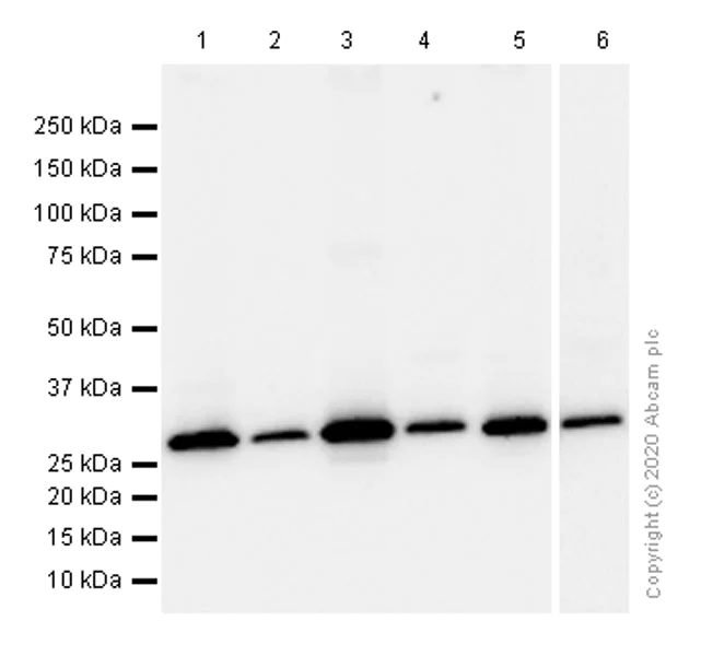 Western blot - Anti-MTAP antibody [EPR6892] - BSA and Azide free (AB248132)