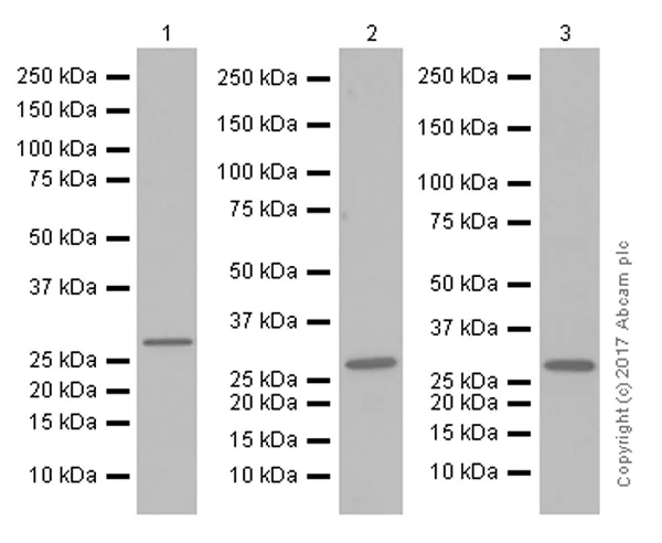 Western blot - Anti-MTAP antibody [EPR6893] (AB126770)