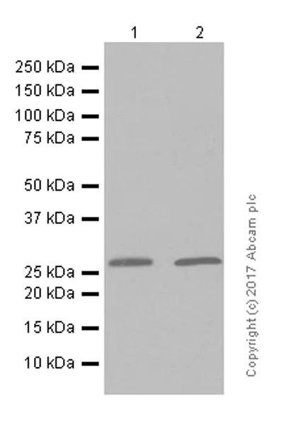 Western blot - Anti-MTAP antibody [EPR6893] (AB126770)