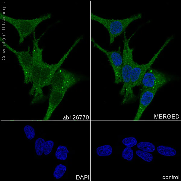 Immunocytochemistry/ Immunofluorescence - Anti-MTAP antibody [EPR6893] - BSA and Azide free (AB232417)