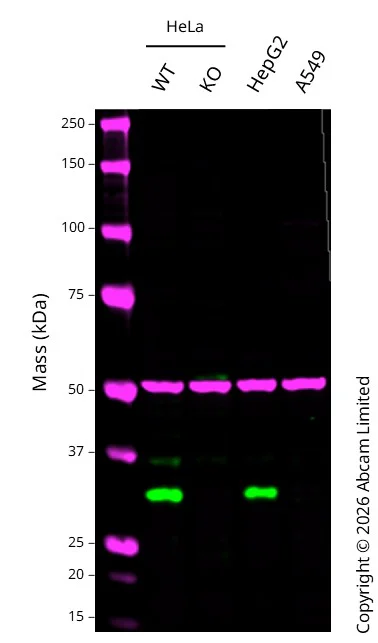 Western blot - Anti-MTAP antibody [MTAP/1813] (AB238024)