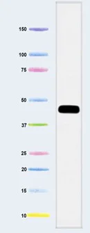 Western blot - Anti-MTCO1 antibody [11D8B7] (AB110270)