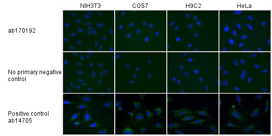 Anti-MTCO1 antibody [1D6E1A8]