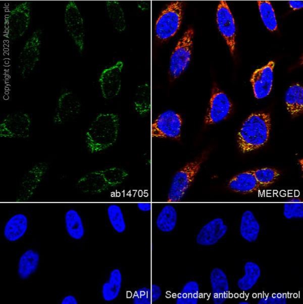 Immunocytochemistry/ Immunofluorescence - Anti-MTCO1 antibody [1D6E1A8] (ab14705), expandable thumbnail