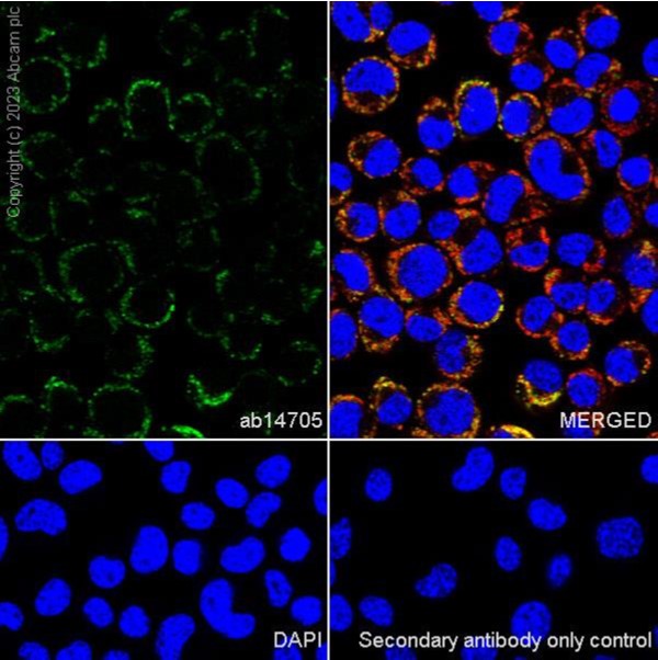 Immunocytochemistry/ Immunofluorescence - Anti-MTCO1 antibody [1D6E1A8] (ab14705), expandable thumbnail
