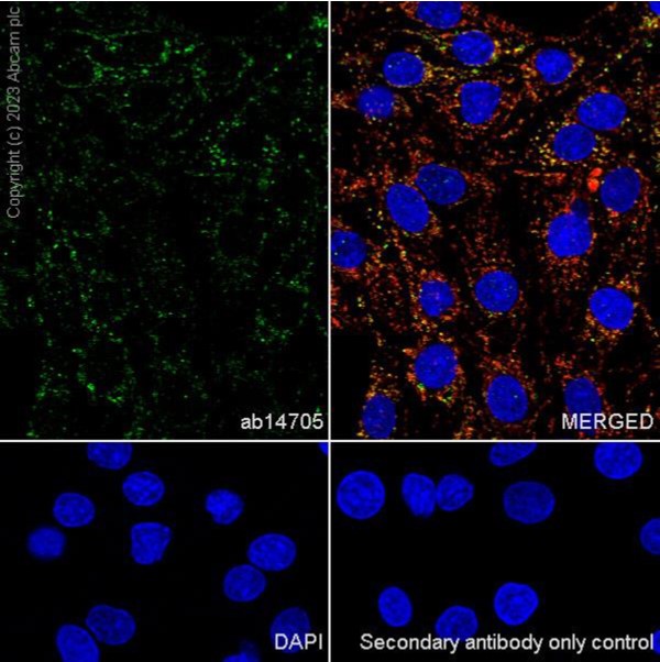 Immunocytochemistry/ Immunofluorescence - Anti-MTCO1 antibody [1D6E1A8] (AB14705), expandable thumbnail