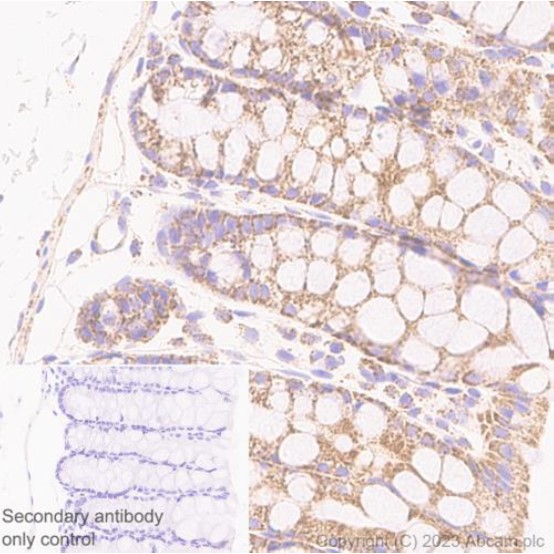 Immunohistochemistry (Formalin/PFA-fixed paraffin-embedded sections) - Anti-MTCO1 antibody [1D6E1A8] (ab14705), expandable thumbnail