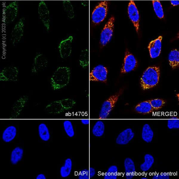 Immunocytochemistry/ Immunofluorescence - Anti-MTCO1 antibody [1D6E1A8] - BSA and Azide free (AB309362)