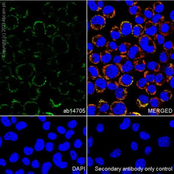 Immunocytochemistry/ Immunofluorescence - Anti-MTCO1 antibody [1D6E1A8] - BSA and Azide free (AB309362)