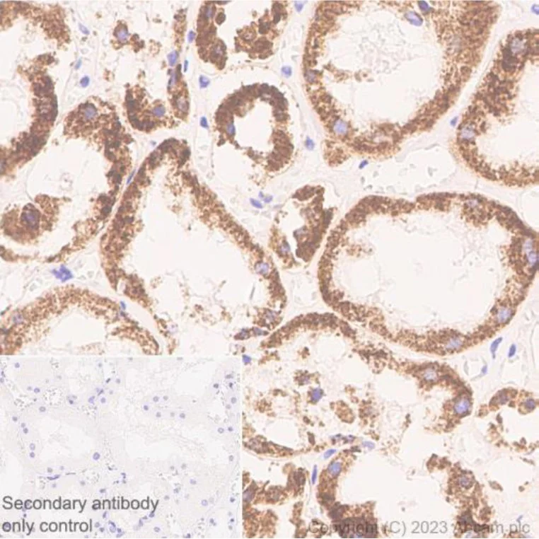 Immunohistochemistry (Formalin/PFA-fixed paraffin-embedded sections) - Anti-MTCO1 antibody [1D6E1A8] - BSA and Azide free (AB309362)