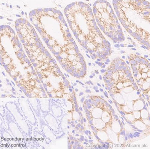 Immunohistochemistry (Formalin/PFA-fixed paraffin-embedded sections) - Anti-MTCO1 antibody [1D6E1A8] - BSA and Azide free (AB309362)