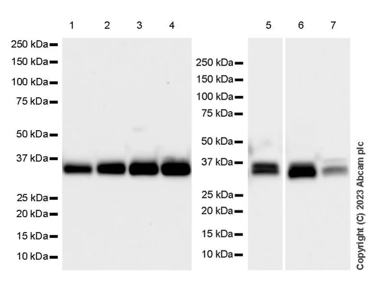 Western blot - Anti-MTCO1 antibody [1D6E1A8] - BSA and Azide free (AB309362)