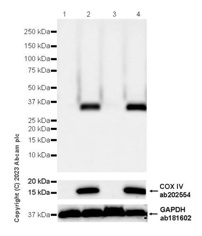 Western blot - Anti-MTCO1 antibody [1D6E1A8] - BSA and Azide free (AB309362)