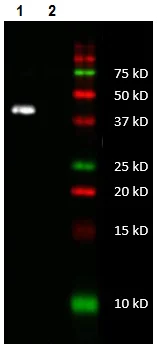 Western blot - Anti-MTCO1 antibody [5D11-1C9] - N-terminal (AB219824)