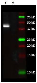 Western blot - Anti-MTCO1 antibody [5D11-1C9] - N-terminal (AB219824)