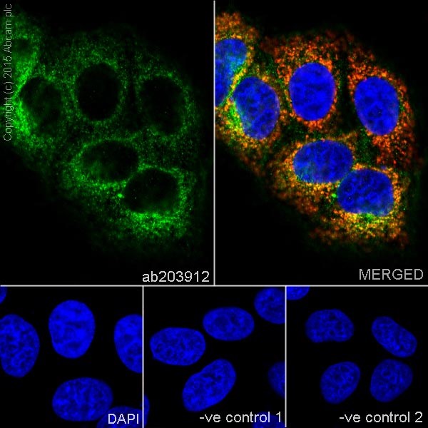 Immunocytochemistry/ Immunofluorescence - Anti-MTCO1 antibody [EPR19628] (ab203912), expandable thumbnail