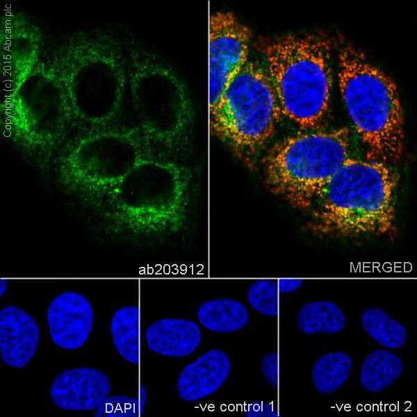 Immunocytochemistry/ Immunofluorescence - Anti-MTCO1 antibody [EPR19628] (AB203912)