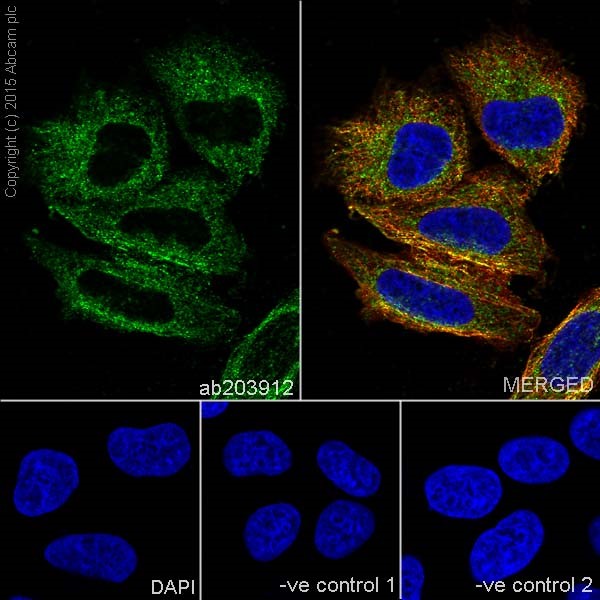 Immunocytochemistry/ Immunofluorescence - Anti-MTCO1 antibody [EPR19628] (ab203912), expandable thumbnail