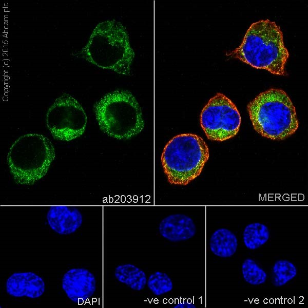 Immunocytochemistry/ Immunofluorescence - Anti-MTCO1 antibody [EPR19628] (ab203912), expandable thumbnail