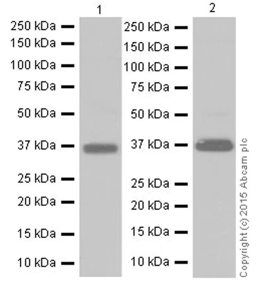 Western blot - Anti-MTCO1 antibody [EPR19628] (AB203912)