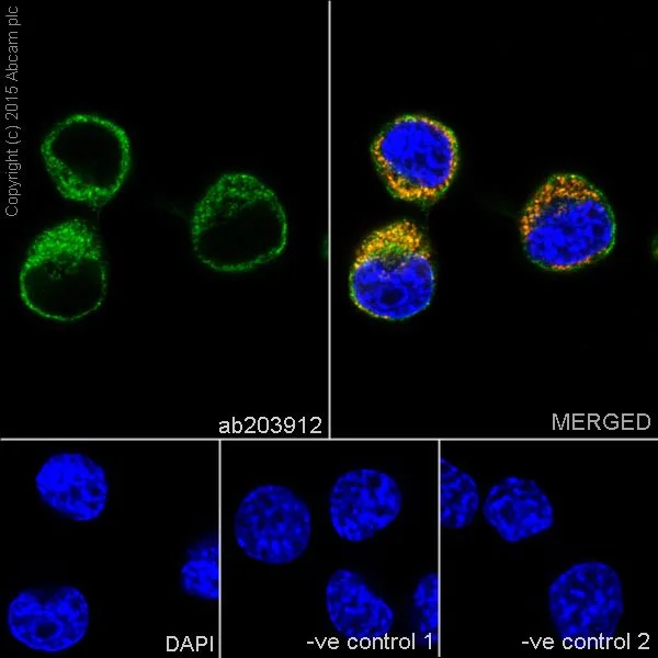 Immunocytochemistry/ Immunofluorescence - Anti-MTCO1 antibody [EPR19628] - BSA and Azide free (AB213648)