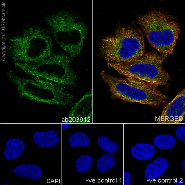 Immunocytochemistry/ Immunofluorescence - Anti-MTCO1 antibody [EPR19628] - BSA and Azide free (AB213648)