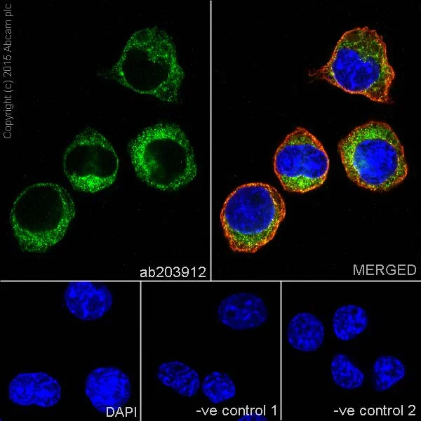 Immunocytochemistry/ Immunofluorescence - Anti-MTCO1 antibody [EPR19628] - BSA and Azide free (AB213648)