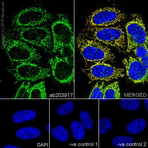Immunocytochemistry/ Immunofluorescence - Anti-MTCO1 antibody [EPR19642] (AB203917)