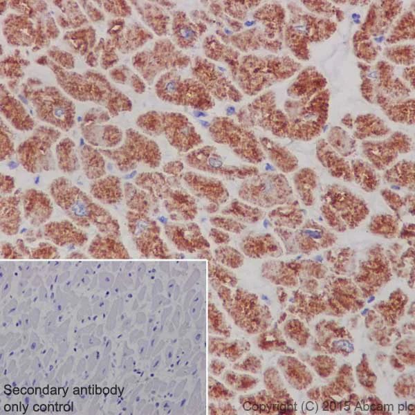 Immunohistochemistry (Formalin/PFA-fixed paraffin-embedded sections) - Anti-MTCO1 antibody [EPR19642] (AB203917)