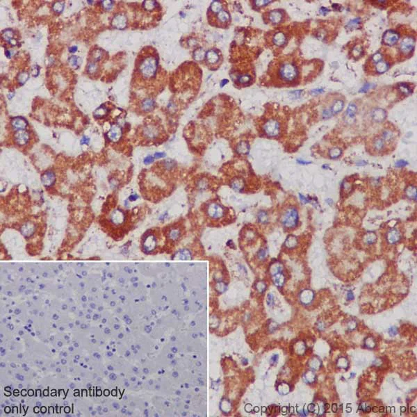 Immunohistochemistry (Formalin/PFA-fixed paraffin-embedded sections) - Anti-MTCO1 antibody [EPR19642] (AB203917)
