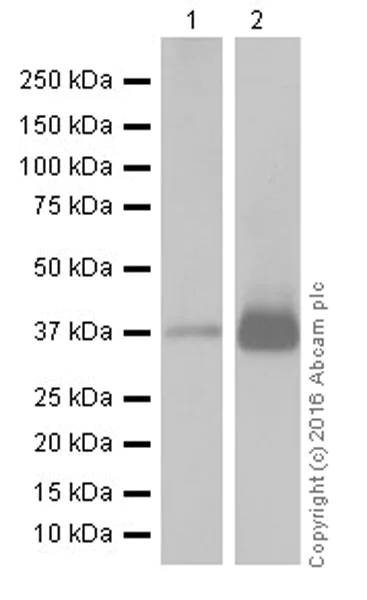 Western blot - Anti-MTCO1 antibody [EPR19642] (AB203917)