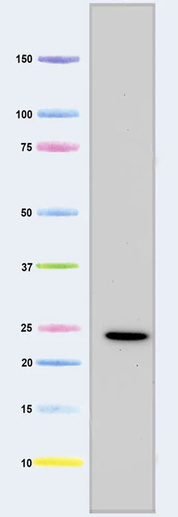 Western blot - Anti-MTCO2 antibody [12C4F12] (AB110258)