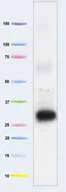 Western blot - Anti-MTCO2 antibody [4B12A5] (AB110271)