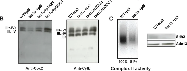 Western blot - Anti-MTCO2 antibody [4B12A5] (AB110271)