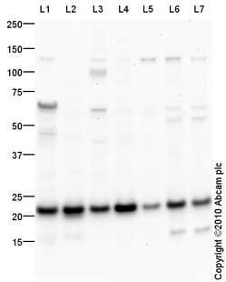 Western blot - Anti-MTCO2 antibody (AB91317)