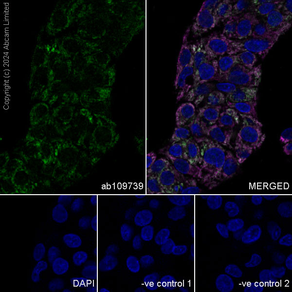 Immunocytochemistry/ Immunofluorescence - Anti-MTCO2 antibody [EPR3313] - BSA and Azide free (AB247921), expandable thumbnail