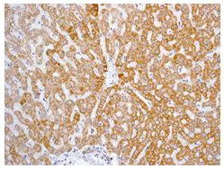 Immunohistochemistry (Formalin/PFA-fixed paraffin-embedded sections) - Anti-MTCO2 antibody [EPR3313] - BSA and Azide free (AB247921)
