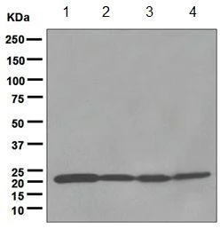 Western blot - Anti-MTCO2 antibody [EPR3313] - BSA and Azide free (AB247921)
