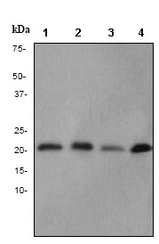 Anti-MTCO2 antibody [EPR3314]